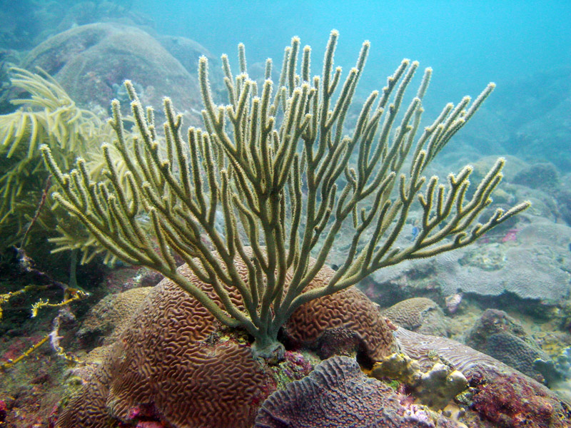 corales-colombianos