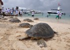 El día de la diversidad biológica más de 80 tortugas regresan al mar