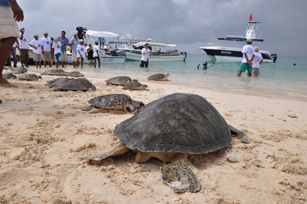 El día de la diversidad biológica más de 80 tortugas regresan al mar