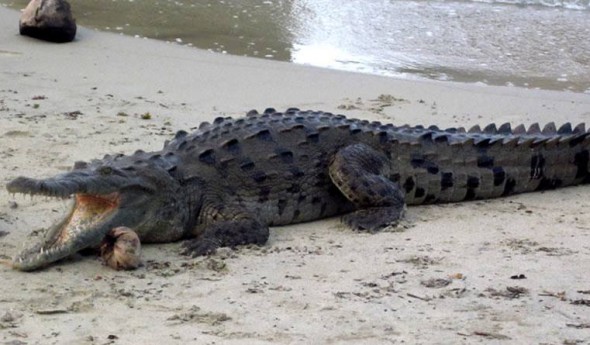 Parque Nacional Natural Tayrona alerta nuevamente presencia de Caimán Aguja