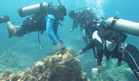 Monitoreo de Arrecifes Coralinos  en el PNN Corales del Rosario y San Bernardo