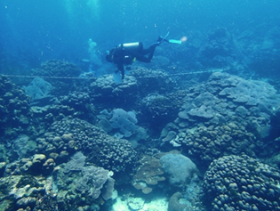 Monitoreo Arrecifes Coralinos y Praderas de Pastos Marinos